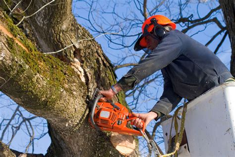 tree care cape coral fl